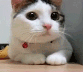 No gif