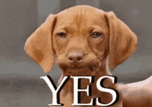 yes gif